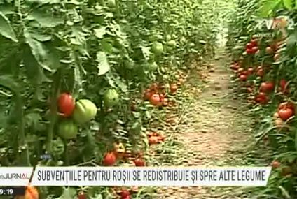 Celebrul program „Tomata” nu mai continuă. Subvențiile se redistribuie pentru cultivarea mai multor tipuri de legume