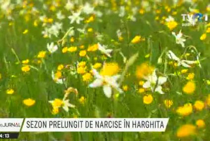 HARGHITA | 500 de hectare de narcise sălbatice îi încântă pe turiștii care vin să le vadă. Locul este de o frumusețe copleşitoare