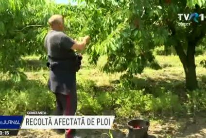 Primele fructe românești din an vor fi o raritate pe tarabe din cauza ploilor abundente