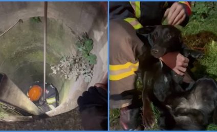 VIDEO Câine căzut într-un puţ de peste 10 metri, salvat de alpiniştii de la ISU Brașov