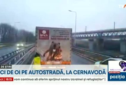 Zeci de oi însoțite de ciobani au mers pe Autostrada Soarelui, pe podul de la Cernavodă, printre mașini