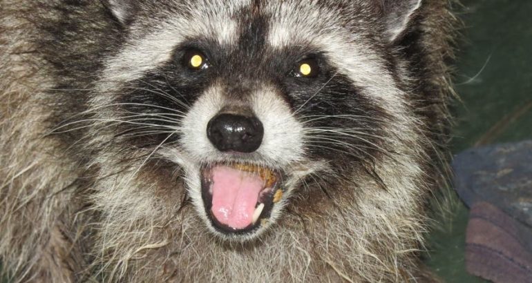 rabid-raccoon-found-in-pg-county-prompts-health-alert-–-patch