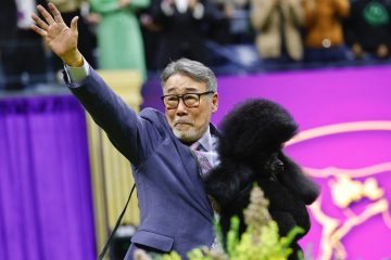 Photos and recap of the Westminster Dog Show 2024 – The Washington Post