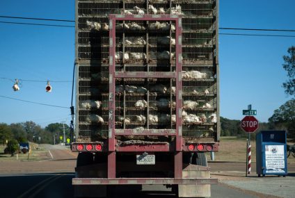 Farm Animals Are Hauled All Over the Country. So Are Their Pathogens. – The New York Times