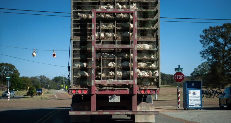 farm-animals-are-hauled-all-over-the-country-so-are-their-pathogens.-–-the-new-york-times