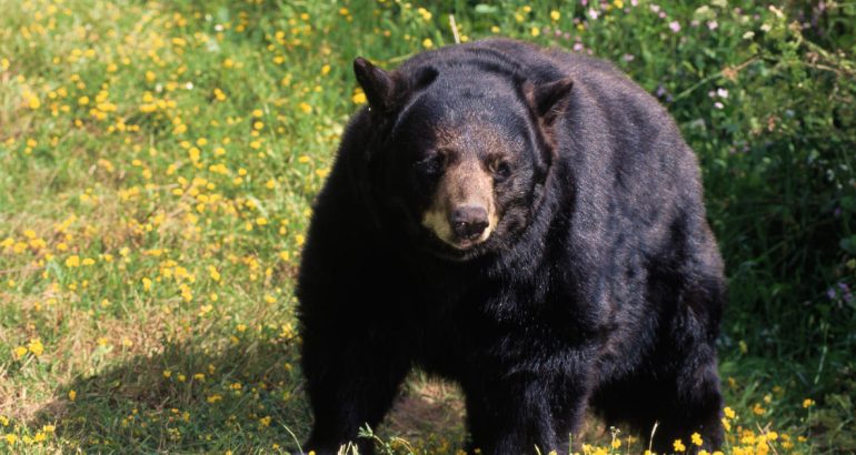 bear-shot-dead-after-attacking-15-year-old-in-arizona-cabin:-„not-many-kids-can-say-they-got-in-a-fight-with-a-bear”-–-cbs-news