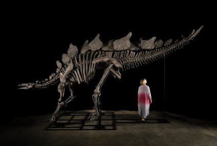 Sotheby’s to auction world’s largest stegosaurus fossil, Apex – The Washington Post