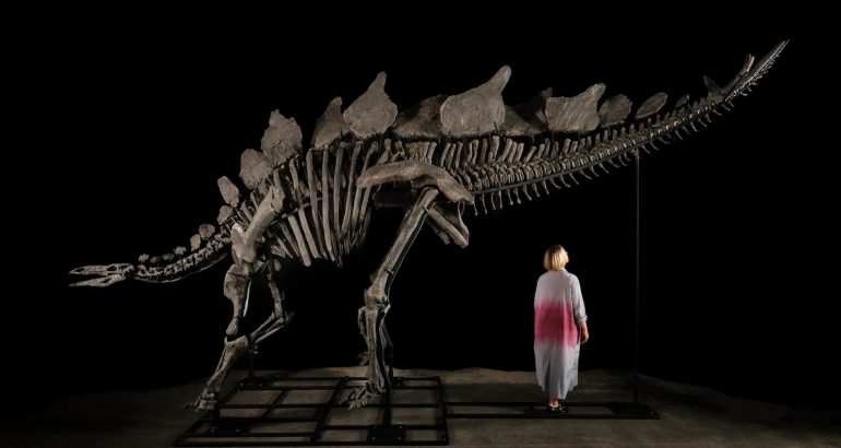 sotheby’s-to-auction-world’s-largest-stegosaurus-fossil,-apex-–-the-washington-post