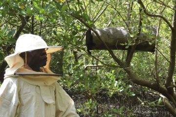 To protect mangroves, some Kenyans combat logging with hidden beehives – NPR