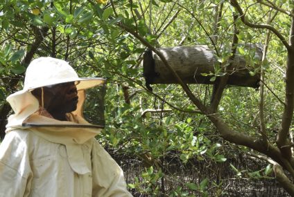 To protect mangroves, some Kenyans combat logging with hidden beehives – NPR