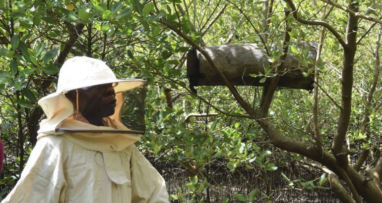 to-protect-mangroves,-some-kenyans-combat-logging-with-hidden-beehives-–-npr